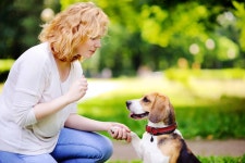 13 Ways To Prevent Same-Household Dogs From Fighting