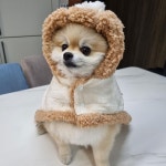 더쿠 - 원덬이 저장한 선수들 반려동물 짤