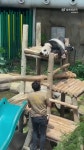 더쿠 - 퇴근을 향한 사육사와 판다의 숨막히는 머리싸움 ㅋㅋㅋㅋㅋ 🐼