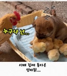 더쿠 - 엄마닭을 밀어낸 시고르자브종
