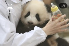 더쿠 - (심장주의) 지금 좋아서 손떨림.... 처음보는 🐼 러바오 아이바오 🐼 아기 시절 영상 & 사진 발견 🥹