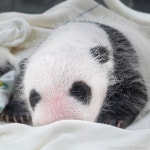 더쿠 - 주목! 🐼탄생 27일차 몽실똔똔 공주님들🐼 일주일 사이에 폭풍성장한 쌍둥이 아기판다! 뽀송뽀송 하얀 솜털로 덮인 아기판다들의 구별법은?