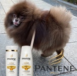 더쿠 - 제니 강아지(쿠마) 팬계정 웃기다 ㅋㅋㅋㅋㅋ