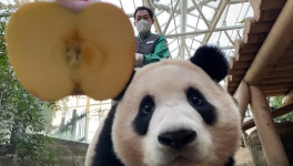 더쿠 - 푸바오 사과 유인으로 퇴근시키기