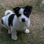 우리 강아지 귀여우니까 봐줘 - 국내야구 카테고리