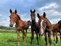 더쿠 - 목장 망아지들 (경주마)