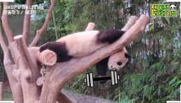 더쿠 - 용인시 털주먹이라는 소문이 있는 쌍둥바오의 큰 웅(熊)니 🐼