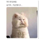 아 그러네 매기 룡이는 경남쪽이고 https://theqoo.net/2809448821 무명의 더쿠 | 01:54 | 조회 수 231 우리는 요정이고꒰( ◔ᴥ◔ )... 