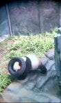 더쿠 - 타이어 마스크 쓴 판다 진후 🐼ㅋㅋㅋㅋㅋ