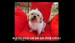 더쿠 - 두달 전에 유기견 입양한듯한 재롱이네.jpg