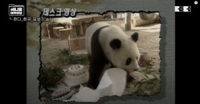 더쿠 - 러바오-아이바오 선배 격인 밍밍-리리의 그 시절 백일잔치 상차림 ㅋㅋㅋ.jpg