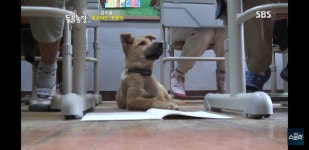 더쿠 - 꼬마 주인 따라 학교에 간 강아지