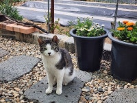 동네 냥이2 - 동식물 카테고리