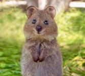 더쿠 - 흥민이 진짜 왜 이리 귀엽게 생김? (흥민이 사진 5장 첨부)