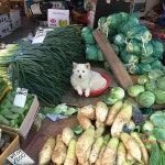 전체 게시판 - 🐶어서오세요 댕댕 채소가게 입니다~~ 전체 게시판 - &#x1f436;어서오세요 댕댕 채소가게 입니다~~