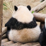 더쿠 - [심쿵주의] 푸바오 뒷태 모음.jpgif