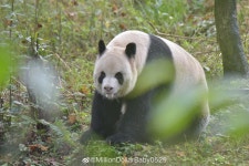 더쿠 - 아이바오 아빠는 되게 카리스마 있더라