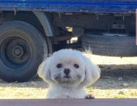 더쿠 - 두달 전에 유기견 입양한듯한 재롱이네.jpg
