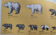 더쿠 - 판다는 큰 곰일까 작은 곰일까? 곰 종류별 비교