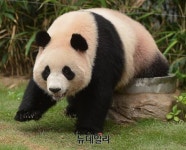 더쿠 - 판다월드 왔을 시기 아이바오❤