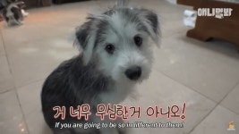 더쿠 - 동물농장 나왔던 말스키 아이들 근황(말티즈+허스키)