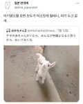 더쿠 - 아기염소를 보면 모두가 미소짓게 될테니, 여기 두고 갈게.jpg