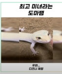 더쿠 - ㅇㅂㅇ 도마뱀 왜 예쁘게 생김..?