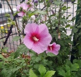 더쿠 - 회사 입구 주차장의 무궁화가