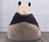 더쿠 - 삼각김밥 같은 아이바오