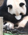 더쿠 - 사랑이와 복순이 🐼🐼