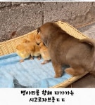 엄마닭오산동점 | 더쿠 - 엄마닭을 밀어낸 시고르자브종