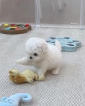 더쿠 - 🐶언니가 퇴근길에 새로 사준 친구 예의가 없어서 내가 혼냈는데..