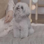 더쿠 - 강형욱도 처음보는 견종이라는 소녀시대 유리 반려견 두이