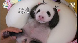 더쿠 - 🐼 바오가족 통합공지를 위해 묭바오들의 도움을 구하는 글 🐼