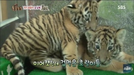 더쿠 - 진짜 예쁜 호랑이였던 미호