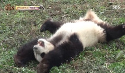 더쿠 - 동물농장 다시 보는데 러바오 진짜 백설기구나