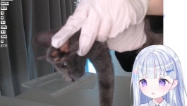 더쿠 - 유니네 냥이 (벤)다르