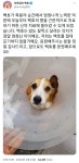 더쿠 - 견주가 말한 백호 병명과 치료과정에 대한 의문