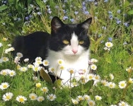 더쿠 - 꽃냥이들.jpg