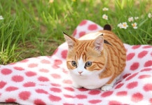 Cat | Deep Dream Generator
