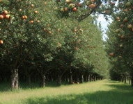 Golden Orchard Glow | Deep Dream Generator