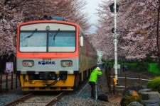 경화역 벚꽃길 - 거제 가볼만한 곳 > 거리, 광장, 마을 | 세상의 모든 여행, 위시빈
