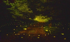 청수곶자왈 | 세상의 모든 여행, 위시빈