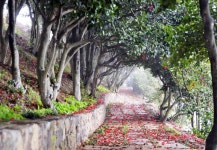 [장사도해상공원] 장사도에서 동백꽃 길 걸어보기 | 세상의 모든 여행, 위시빈