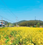 [밧개플레이스] 유채꽃밭 | 세상의 모든 여행, 위시빈