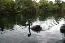 웨스턴 스프링스 공원 - 뉴질랜드 가볼만한 곳 > 공원, 정원 | 세상의 모든 여행, 위시빈