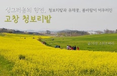 [고창 청보리밭] 초록 청보리와 노란 유채꽃 향연, 고창 청보리밭 ! | 세상의 모든 여행, 위시빈