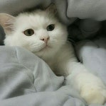 [덴덴타운] [[20분]] | 세상의 모든 여행, 위시빈