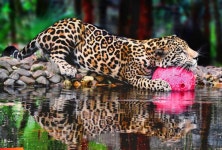 The Belize Zoo | 세상의 모든 여행, 위시빈