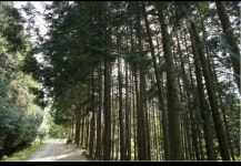 공기마을 편백나무 숲 - 논산 가볼만한 곳 > 관광지 | 세상의 모든 여행, 위시빈